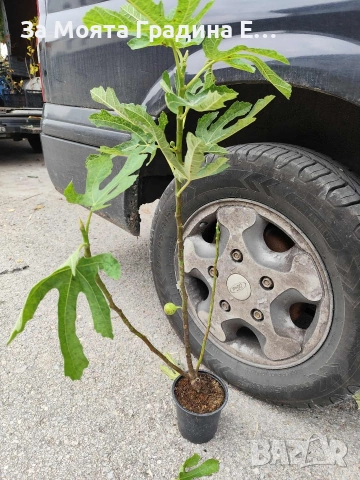 Смокиня - няколко сорта в обявата , снимка 5 - Градински цветя и растения - 53618952