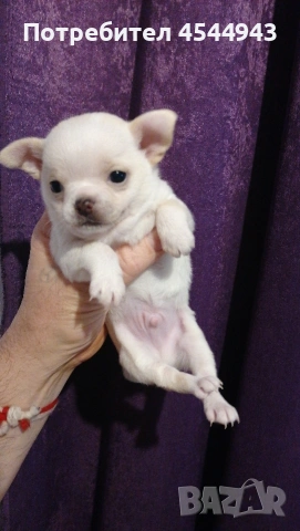 Две малки чихуанчета , снимка 7 - Чихуахуа - 53746927