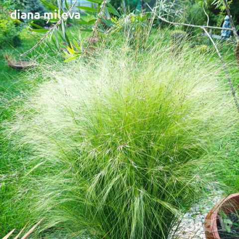 Стипа, Ангелска коса, декоративна студоустойчива трева!, снимка 6 - Градински цветя и растения - 45770571