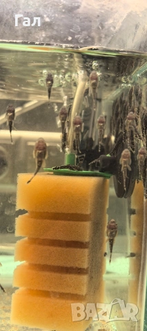 Сомчета Анцитрус , снимка 2 - Рибки - 53933106