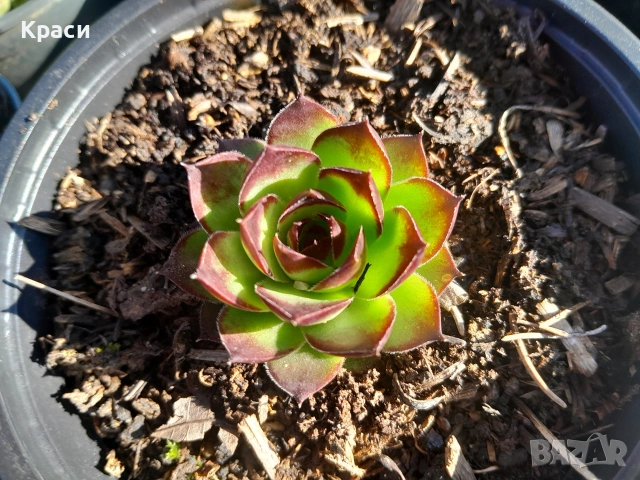 Комплекти седуми., снимка 3 - Градински цветя и растения - 52413728