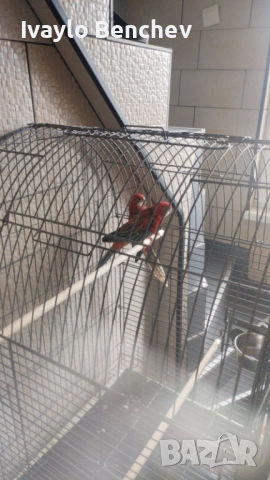 Папагали с кафеза , снимка 2 - Папагали - 53695940