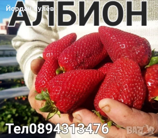 Разсад Ягоди и малини , снимка 2 - Разсади - 52084808