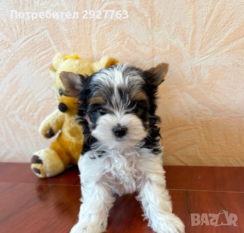 Бивер йоркширски териер, снимка 8 - Йоркширски териер - 52475821