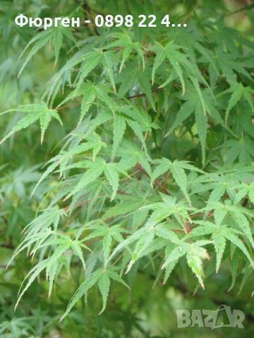 Японски клен Ацер  - Acer Palmatum Green, снимка 6 - Разсади - 46626955