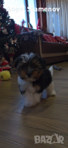 Йорки бивер териер,две момченца!, снимка 10 - Йоркширски териер - 52850201