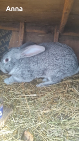 продавам эайци женски и мъжки на 6 месеца 