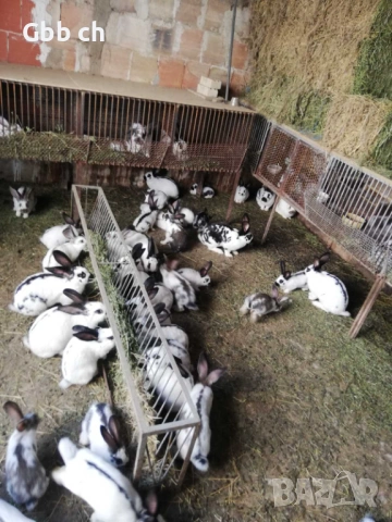 Зайци различна възраст , снимка 7 - За селскостопански - 54301013