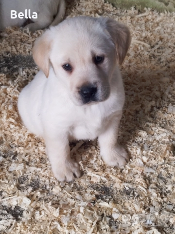 Лабрадор ретривър , снимка 3 - Лабрадор ретривър - 52592903