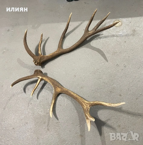 Рога елен 4 броя 13,3 кг. , снимка 8 - Други ценни предмети - 54103807
