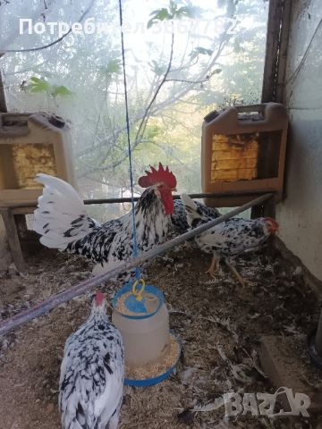 Оплодени яйца за лепене , снимка 5 - Кокошки и пуйки - 45566246