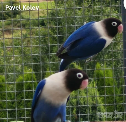 Различни видове птици на добри цени , снимка 4 - За птици - 51362622