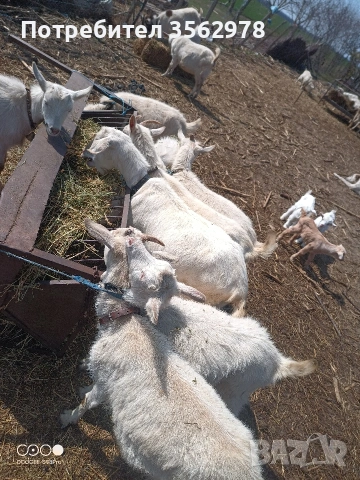 кози, снимка 2 - Кози - 53983590