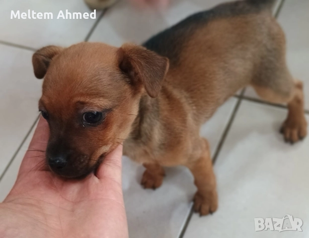 Продавам мъжки пинчер