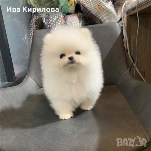 Здравейте продавам малки кученца померан!, снимка 3 - Померан - 53824730