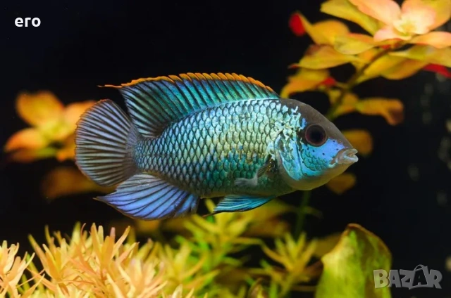 Акара блу електрик