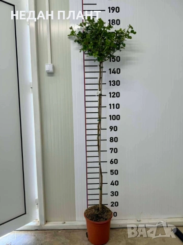 Щамбови рози, снимка 2 - Градински цветя и растения - 54073970