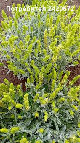 мурсалски чай  2025г., снимка 1