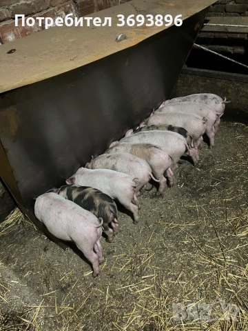 Продавам малки прасенца , снимка 4 - Прасета - 53749351