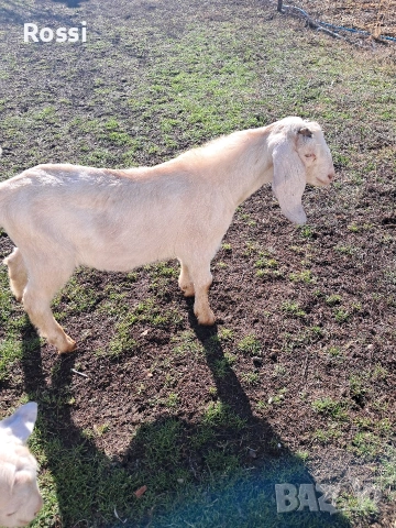 Англо-нубийски пръчлета за разплод, снимка 10 - Кози - 53256998