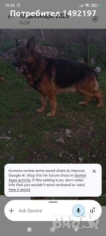 Елитно мъжко куче немска овчарка , снимка 5 - Немска овчарка - 52889918