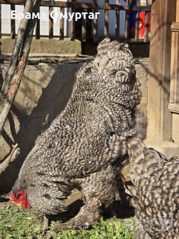 Продавам разплодни яйца от Кукувича Брама [Cuckoo Brahma], снимка 5 - Кокошки и пуйки - 53811646