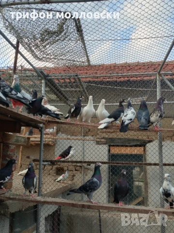 Гълъби пазарджишки високолетачи, Ловени чужди, снимка 9 - Гълъби - 47554142