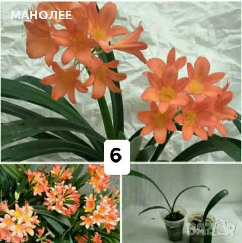 15 вида цветя и растения, снимка 7 - Градински цветя и растения - 51604084