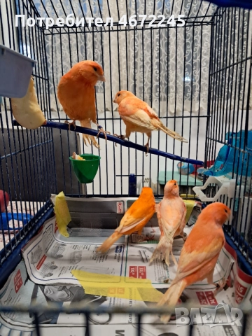 Канарчета, снимка 4 - Канари - 52696895