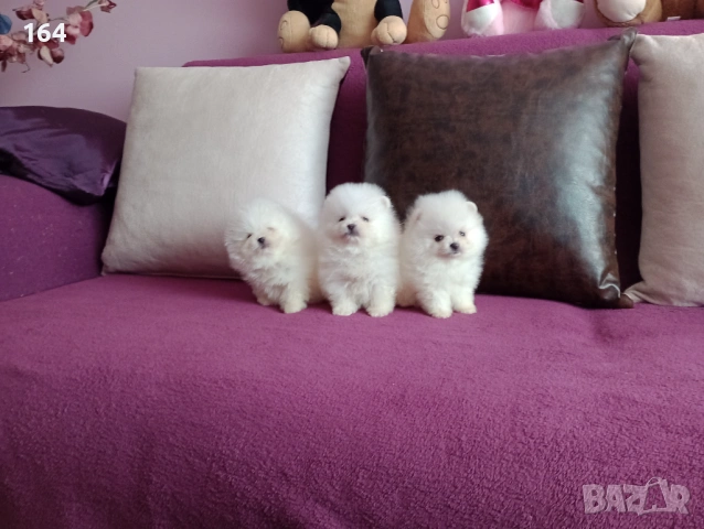 Чисто бели мини Померани. Реални снимки !, снимка 4 - Померан - 53877287