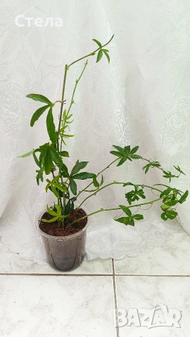 комплект цветя 10 евро , снимка 4 - Стайни растения - 53144265