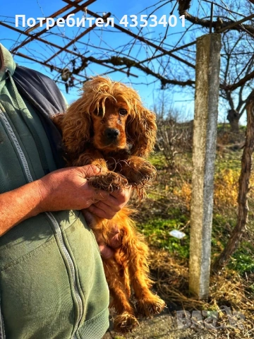 продават се, снимка 6 - Кокер шпаньол - 53135236