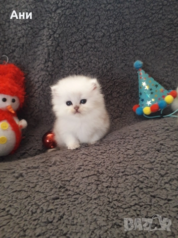 Котенца Гледани със Истинска Обич, снимка 4 - Други - 52655414