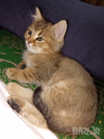 Британско коте, момиче, момче, маркирано, агути, таби, котка, котарак, котенце британче, снимка 2 - Други - 52152579