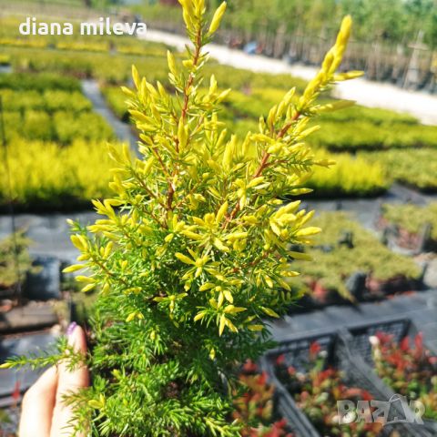 Юниперус комунис Gold Cone (Juniperus communis Gold Cone), снимка 10 - Градински цветя и растения - 45586752