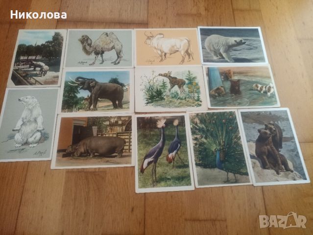 Стари руски и български пощенски картички, снимка 1 - Колекции - 46399132