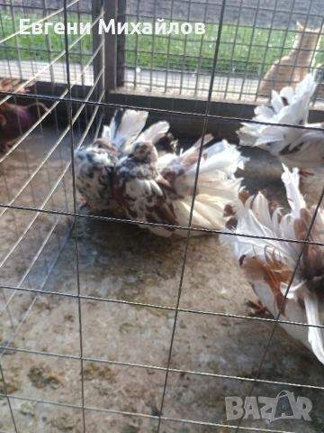 Фенерлии , снимка 17 - Гълъби - 52369192