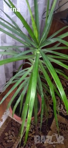 Палма , снимка 1 - Стайни растения - 46008115