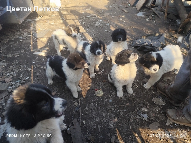 Каракачанки , снимка 13 - Каракачанска овчарка - 53824782