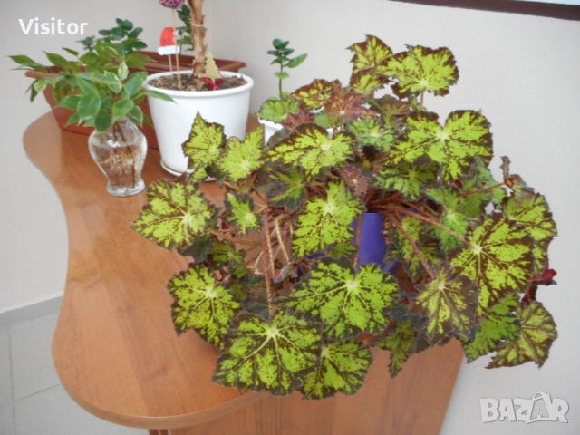 Nikon Coolpix S3600   20.1 МРх, снимка 14 - Фотоапарати - 52836092