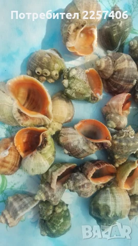 Рапани , снимка 6 - Декорация за дома - 51026365