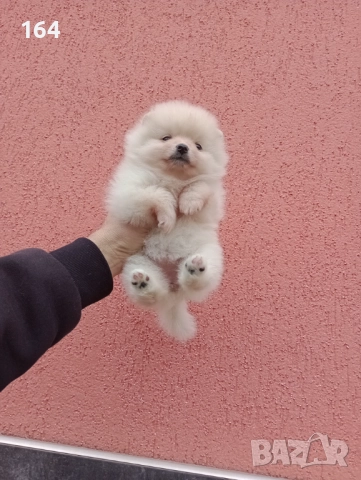 Женски Померани. Момичета. Снимки от 23.12.25 г., снимка 7 - Померан - 52809054