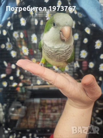 папагал монах на година и половина , снимка 2 - Папагали - 54015294