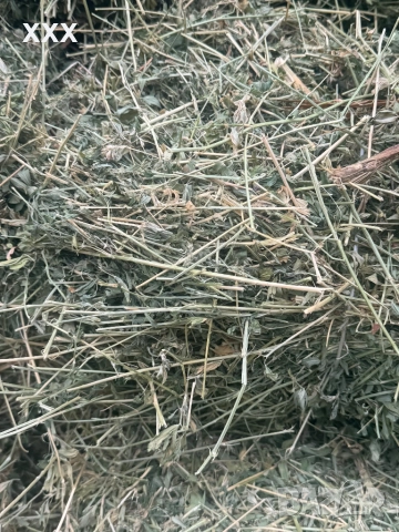 Продавам Бали люцерна перфектно качество , снимка 5 - За селскостопански - 52884266