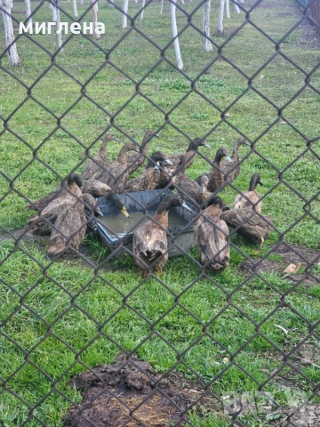 Продавам яйца от Каки Кембъл, снимка 4 - Патици и гъски - 53980359