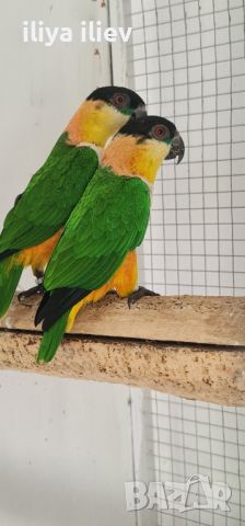 Две  двойки папагали ( кайка ), снимка 1 - Папагали - 45809547