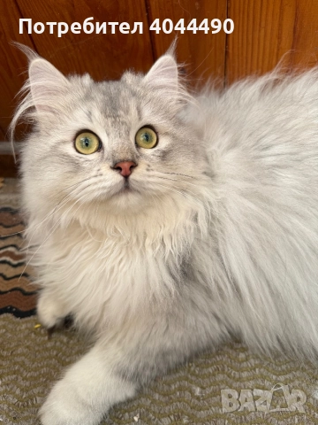 Британска дългокосместа сребърна чинчила, снимка 7 - Чинчили - 50918521