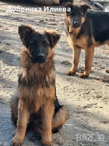 Продавам елитни немски овчарки, на 4 месеца, три ваксини, обезпаразитени., снимка 8 - Немска овчарка - 53387270