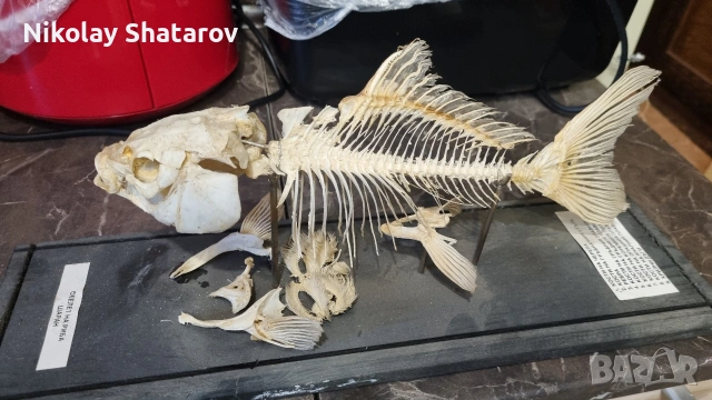 Анатомичен модел. шаран 