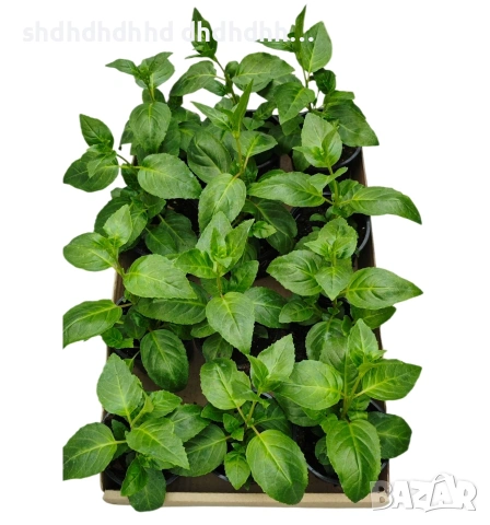 Фуксия за Градината и Балкона , снимка 16 - Градински цветя и растения - 54220620